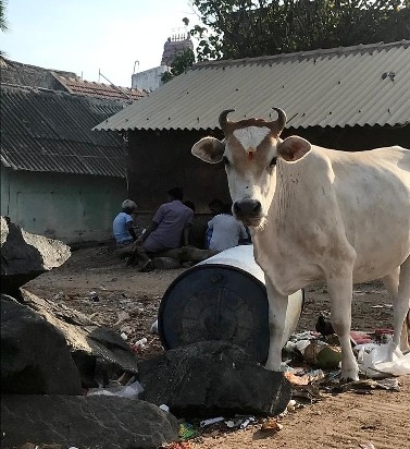 Une vache devant une poubelle à Pondichéry