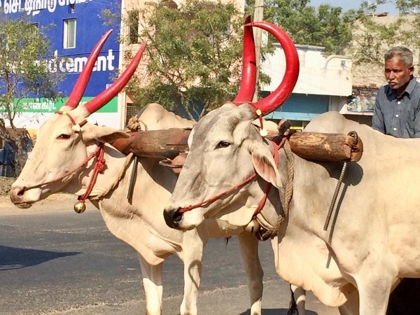 Vaches aux cornes peintes pour Pongal