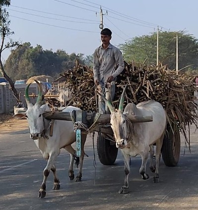 Deux vaches tirant une charette