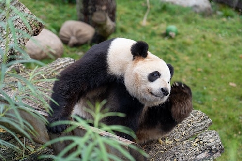 zoo de Copenhague 