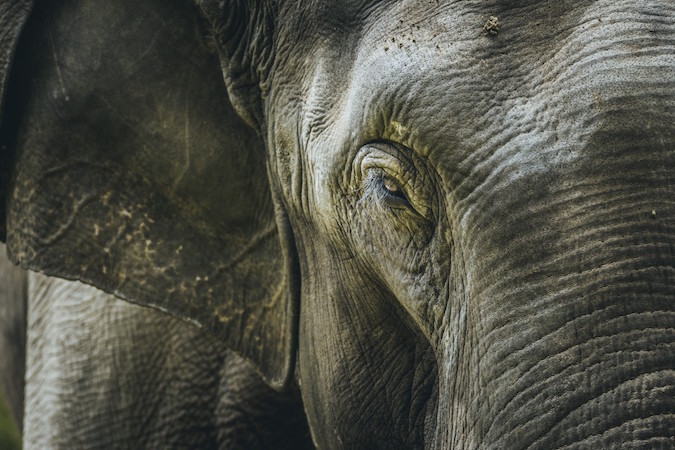 Elephant Birmanie